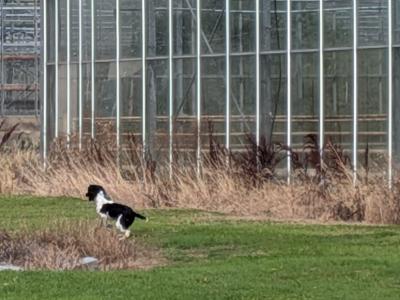 6 month old female Springer Spaniel puppy in Dublin