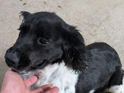 6 month old female Springer Spaniel puppy in Dublin