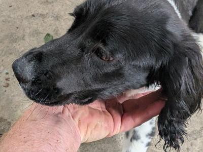 6 month old female Springer Spaniel puppy in Dublin
