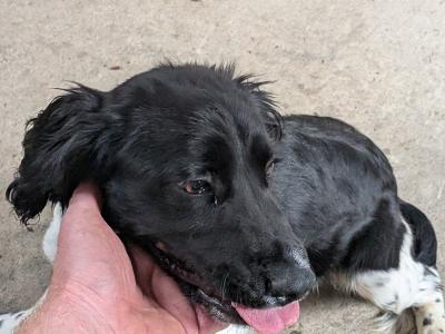 6 month old female Springer Spaniel puppy in Dublin