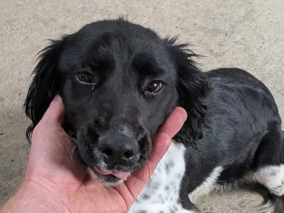 6 month old female Springer Spaniel puppy in Dublin