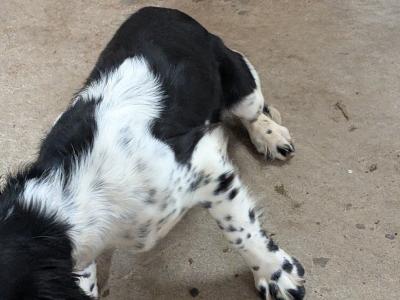 6 month old female Springer Spaniel puppy in Dublin