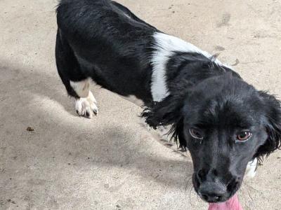 6 month old female Springer Spaniel puppy in Dublin