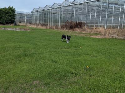 6 month old female Springer Spaniel puppy in Dublin