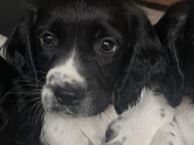 IKC Registered English Springer spaniels 2 female's