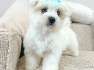 Super Cute IKC Registered male Maltese puppy in Wexford