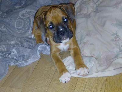 L@@K beautiful boxers