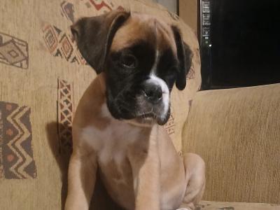 Beautiful Boxer puppies in Tipperary