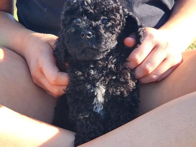 Pbnr Miniature Poodle puppies in Cork