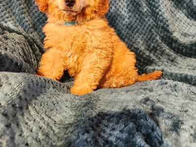 Pbnr Miniature Poodle puppies in Cork