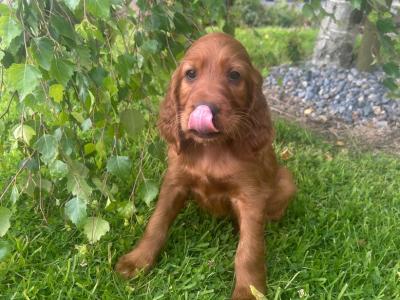 IKC Registered Irish Red Setter puppies in Tipperary