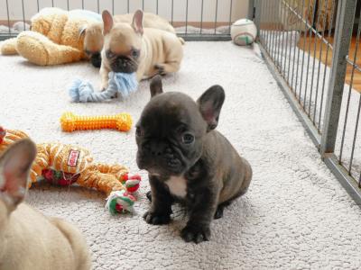 IKC Registered Show Quality French Bulldog puppies in Wexford