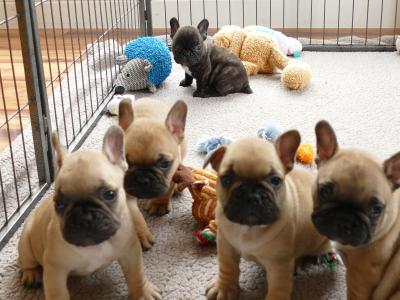 IKC Registered Show Quality French Bulldog puppies in Wexford