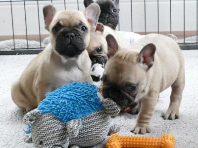 IKC Registered Show Quality French Bulldog puppies in Wexford