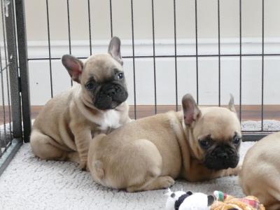 IKC Registered Show Quality French Bulldog puppies in Wexford