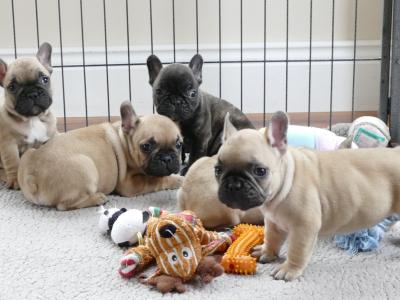IKC Registered Show Quality French Bulldog puppies in Wexford