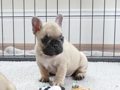 IKC Registered Show Quality French Bulldog puppies in Wexford