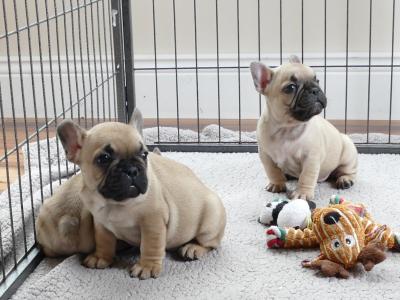 IKC Registered Show Quality French Bulldog puppies in Wexford