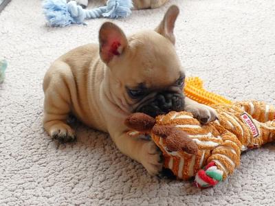 IKC Registered Show Quality French Bulldog puppies in Wexford