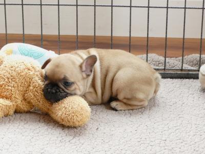 IKC Registered Show Quality French Bulldog puppies in Wexford