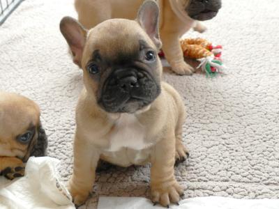 IKC Registered Show Quality French Bulldog puppies in Wexford