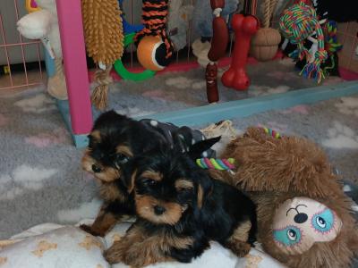 Miniature Teacup Yorkshire Terrier puppies in Dublin