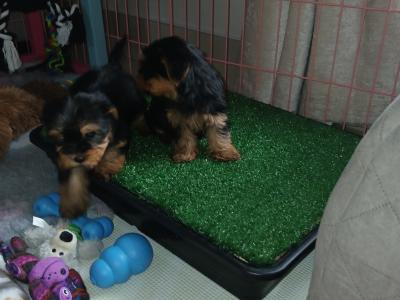 Miniature Teacup Yorkshire Terrier puppies in Dublin
