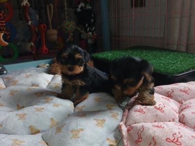Miniature Teacup Yorkshire Terrier puppies in Dublin