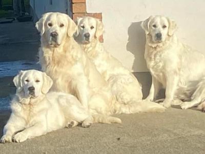 Pedigree Golden Retriever puppies in Cork