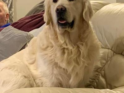 Pedigree Golden Retriever puppies in Cork