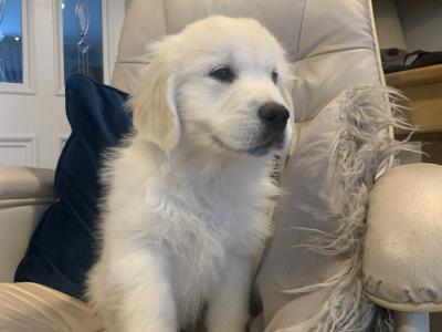 Pedigree Golden Retriever puppies in Cork