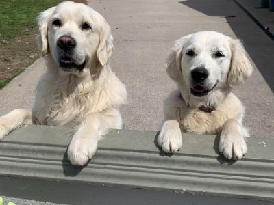 Pedigree Golden Retriever puppies in Cork