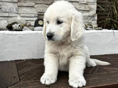 Pedigree Golden Retriever puppies in Cork