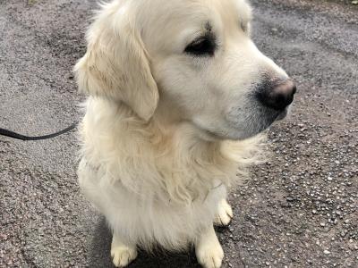 Pedigree Golden Retriever puppies in Cork