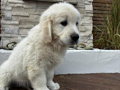 Pedigree Golden Retriever puppies in Cork