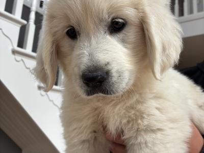 Pedigree Golden Retriever puppies in Cork