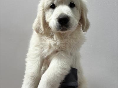 Pedigree Golden Retriever puppies in Cork