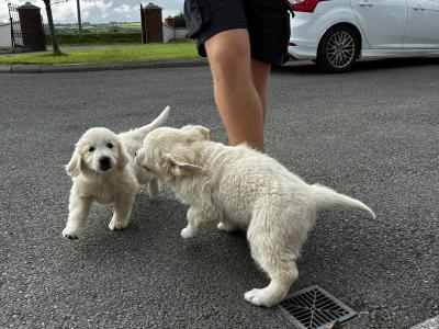 Pedigree Golden Retriever puppies in Cork