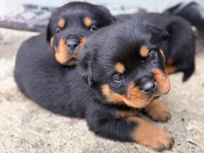IKC Registered (pending) Rottweiler puppies in Donegal