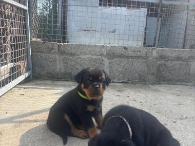 IKC Registered (pending) Rottweiler puppies in Donegal