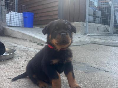 IKC Registered (pending) Rottweiler puppies in Donegal