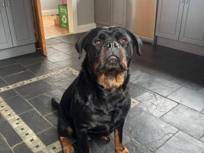 IKC Registered (pending) Rottweiler puppies in Donegal