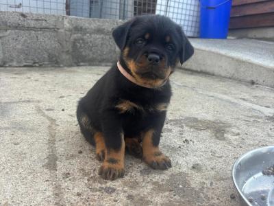 IKC Registered (pending) Rottweiler puppies in Donegal