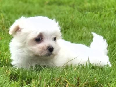 Four gorgeous little Maltese puppies in Limerick are looking for their next adventure❤️