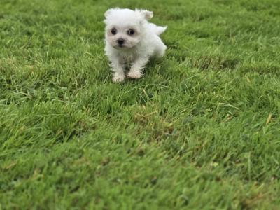 Four gorgeous little Maltese puppies in Limerick are looking for their next adventure❤️