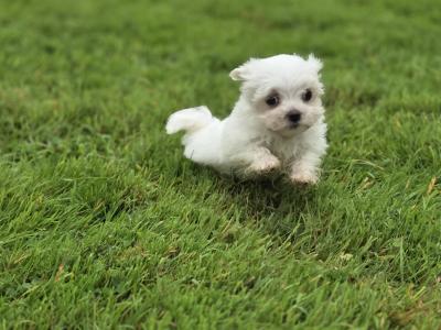 Four gorgeous little Maltese puppies in Limerick are looking for their next adventure❤️