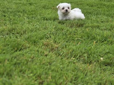 Four gorgeous little Maltese puppies in Limerick are looking for their next adventure❤️