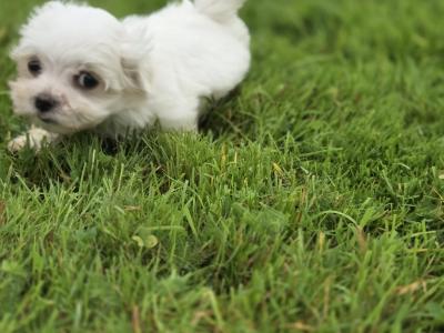 Four gorgeous little Maltese puppies in Limerick are looking for their next adventure❤️