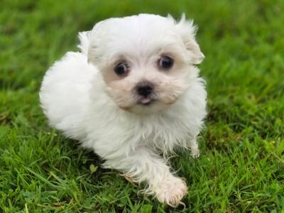 Four gorgeous little Maltese puppies in Limerick are looking for their next adventure❤️