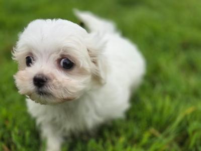 Four gorgeous little Maltese puppies in Limerick are looking for their next adventure❤️